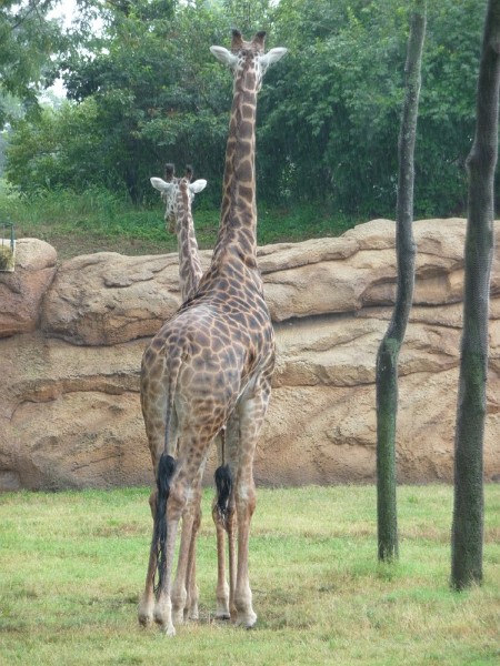 Masai Giraffes (3).JPG